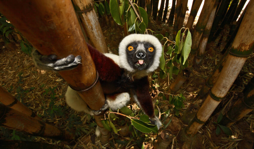 Madagaskar Josef Niedermeier 2