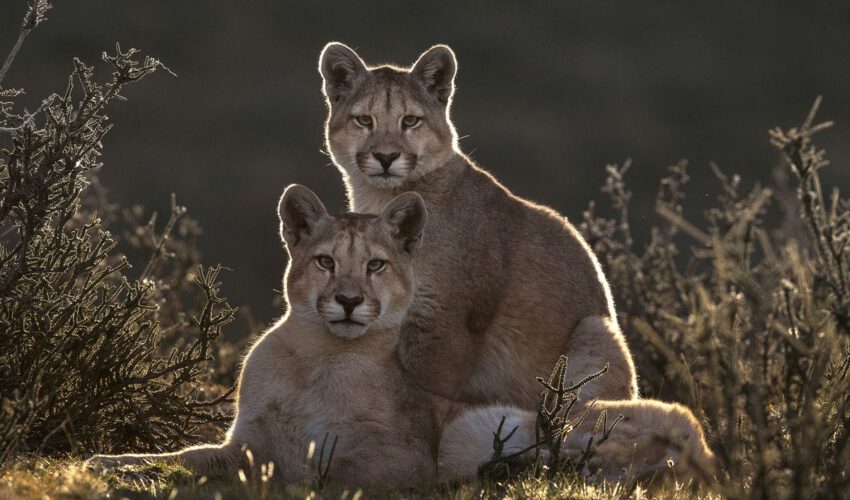 Puma (Puma concolor), the two cubs of the female Sarmiento (around six moth old), Torres del Paine, Patagonia, Chile
