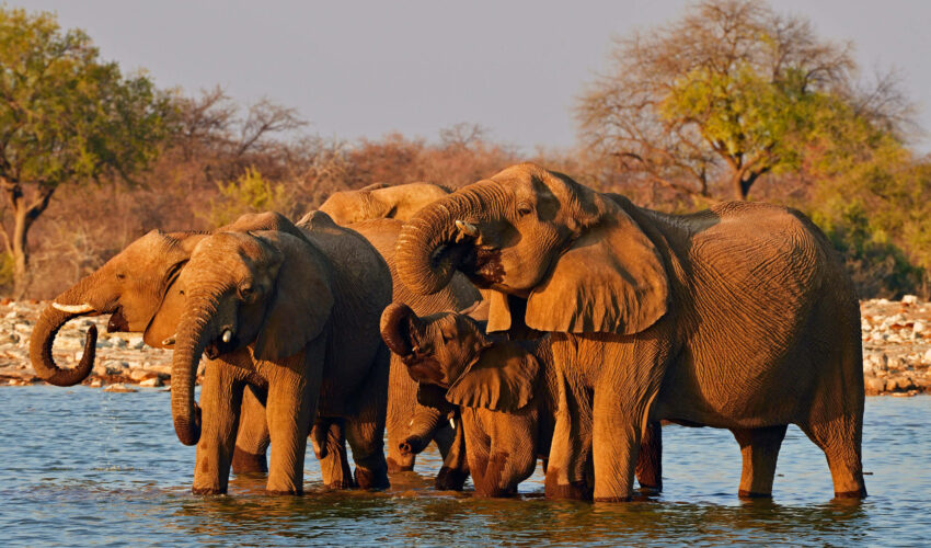 3 Herde Elefanten am Wasserloch, Etosha Nationalpark
