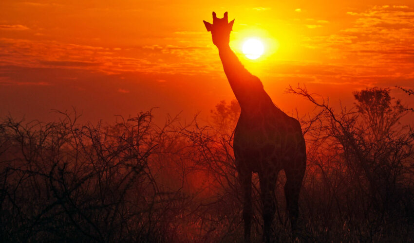 7 Giraffe im Sonnenuntergang, Etosha Nationalpark