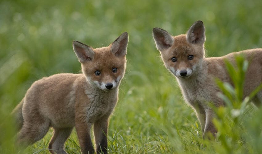 Sven Meurs: Deutschlands Paradiese – Wildnis im Wandel