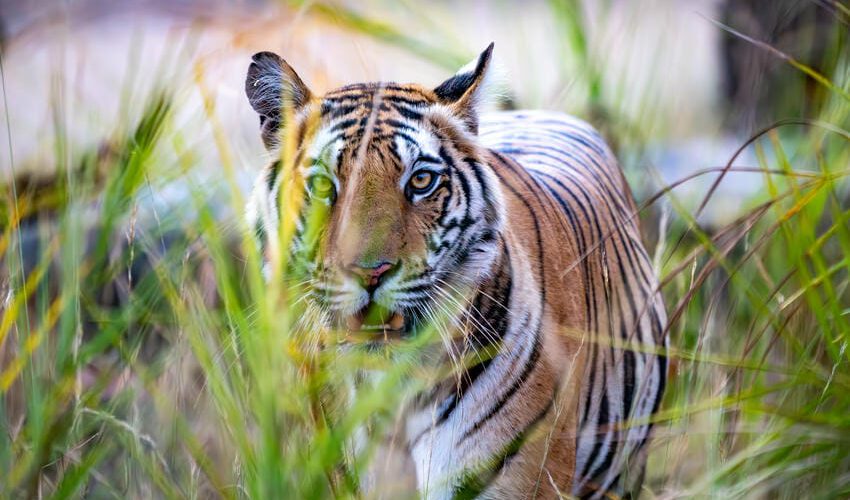 2 © Thorge Berger - Magisches Indien - Tiger in Zentralindien 2 © Thorge Berger - Magisches Indien - Tiger in Zentralindien