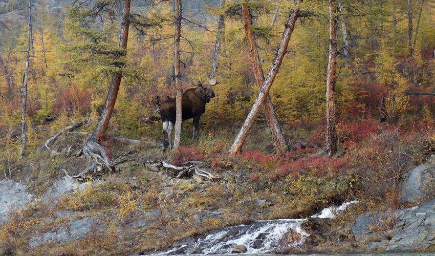 4 Ostsibirien5_Elch-am-Flussufer