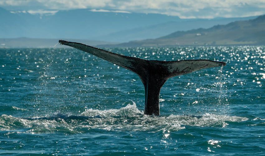 5 ISL_Wal_160905_OMK_6486_lr