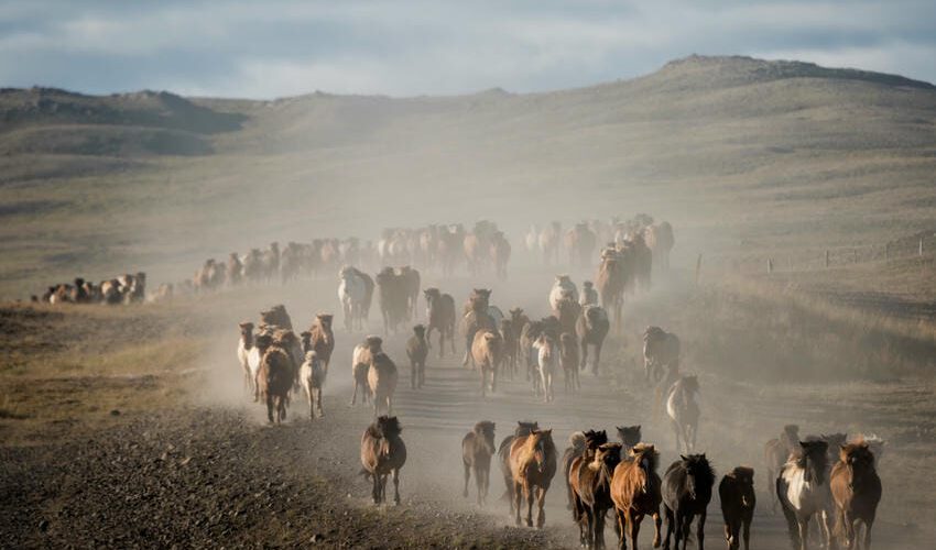 6 ISL_Pferdeabtrieb_160903_OMK7440