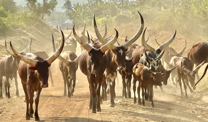 92 Samstag Uganda 92 Samstag Uganda