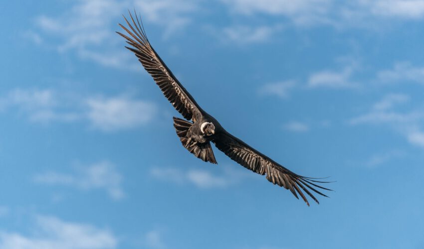 Bolivien – das Traumland am Titicacasee und Amazonas