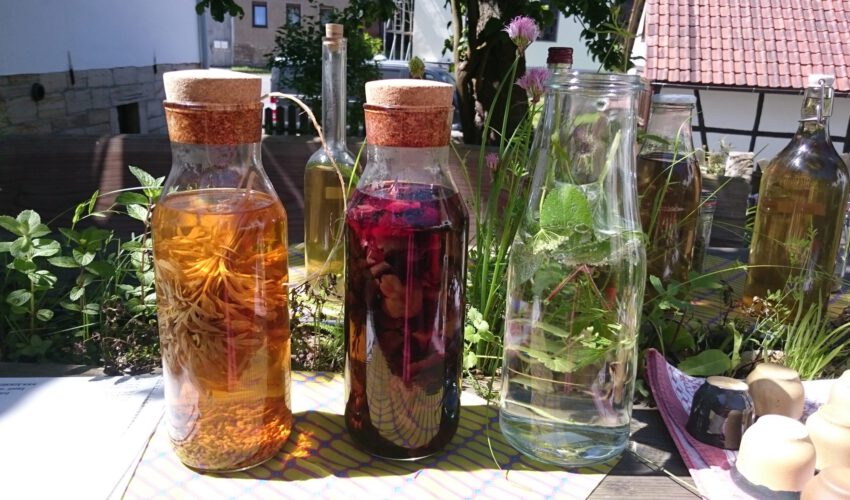 Wildkräuterseminar